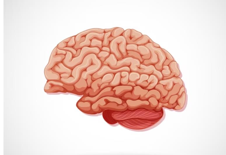 what is the survival rate of cerebral hemorrhage coma? 脑溢血昏迷存活率怎么样
